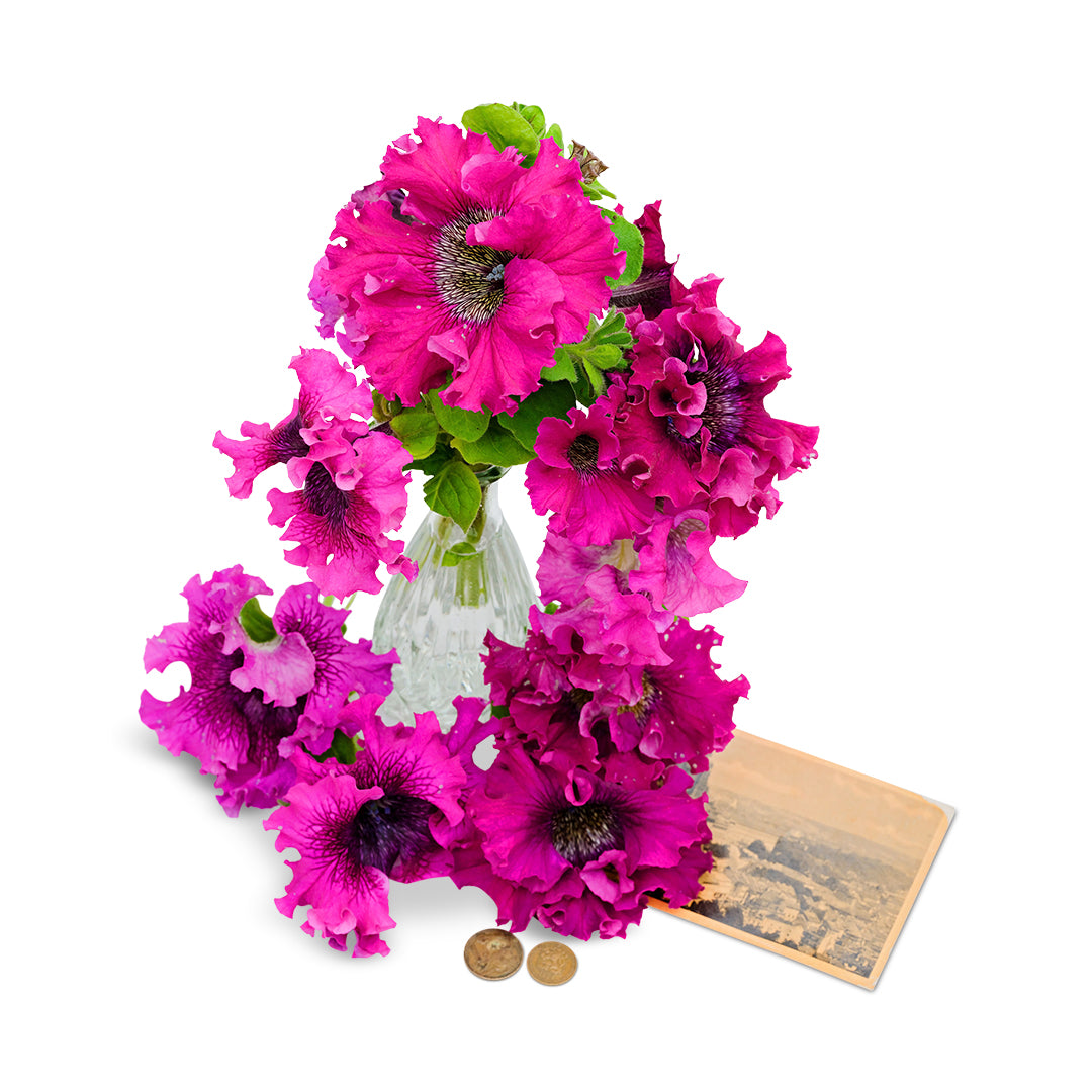 Petunia Seeds, Superbissima Cosmic Cherry
