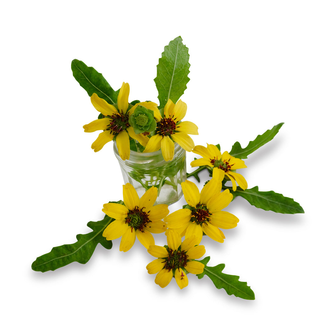Daisy Seeds, Chocolate