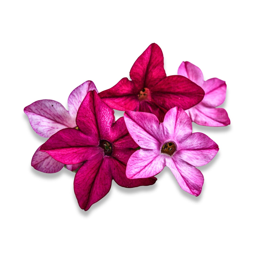 Nicotiana Seeds, Crimson Bedder