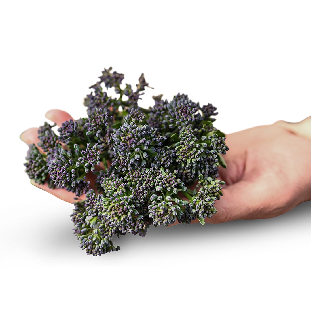 A hand holding Early Purple Sprouting broccoli.