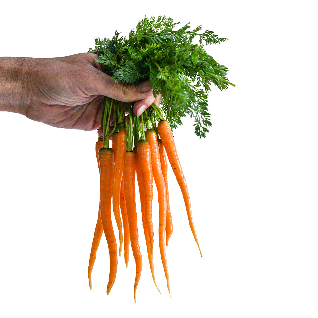 A hand holding Little Finger carrots on a white background