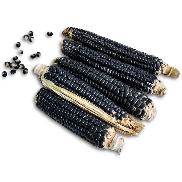 Corn Seeds, Sehsapsing Delaware Black Flint