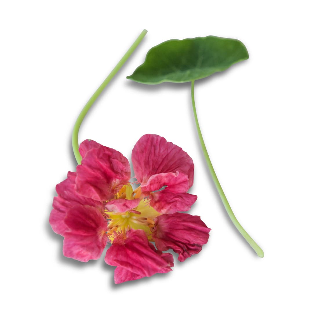 Whirly Bird Rose Nasturtium