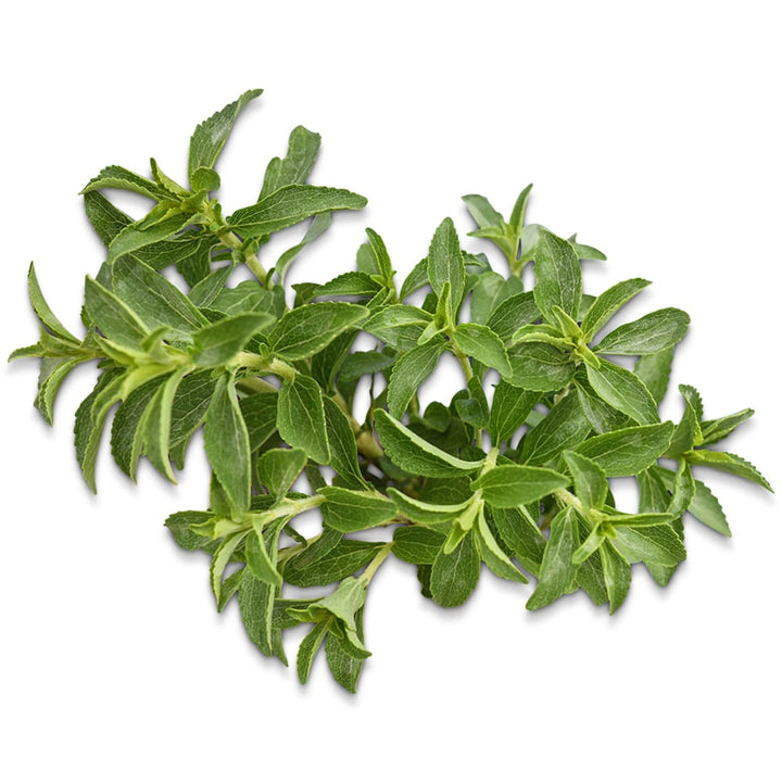 Stevia Seeds