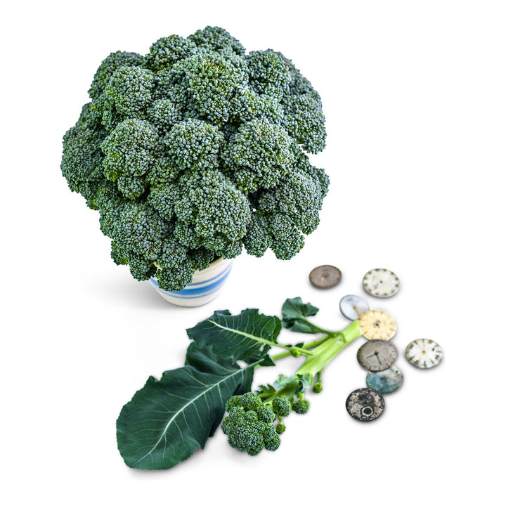 Rasmus Broccoli with coins to show size on a white background.