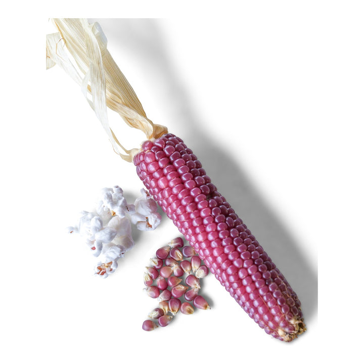 Corn Seeds, Mini Pink Popcorn
