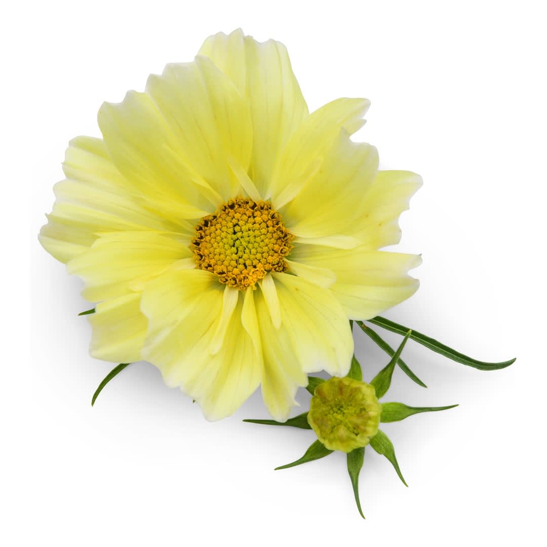 Cosmos Seeds, Xanthos