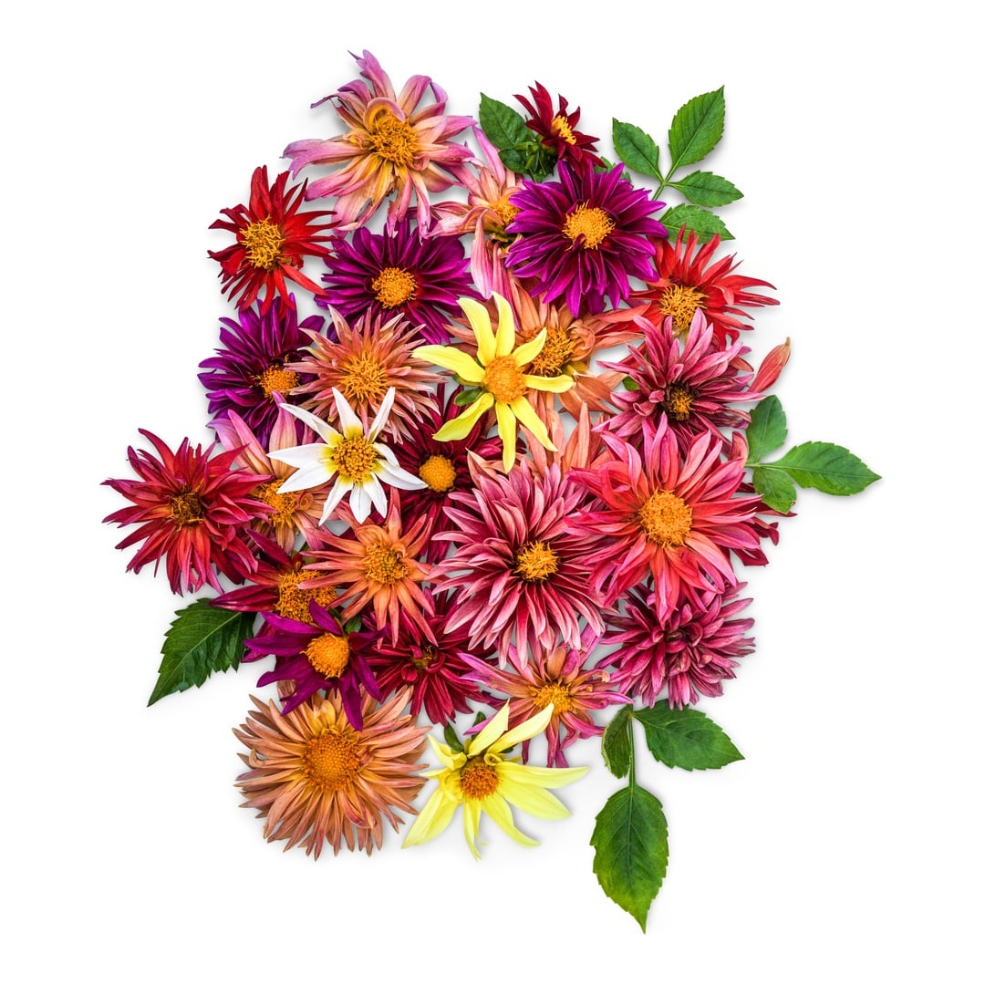 Dahlia Seeds, Cactus Flowered Mix