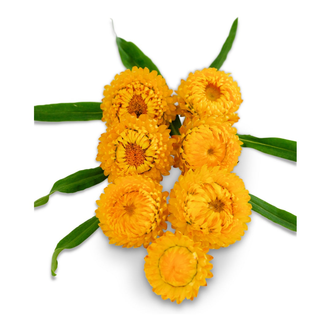 Strawflower Seeds, King Size Golden