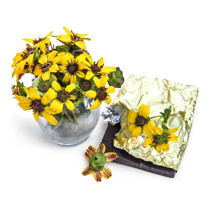 Daisy Seeds, Chocolate