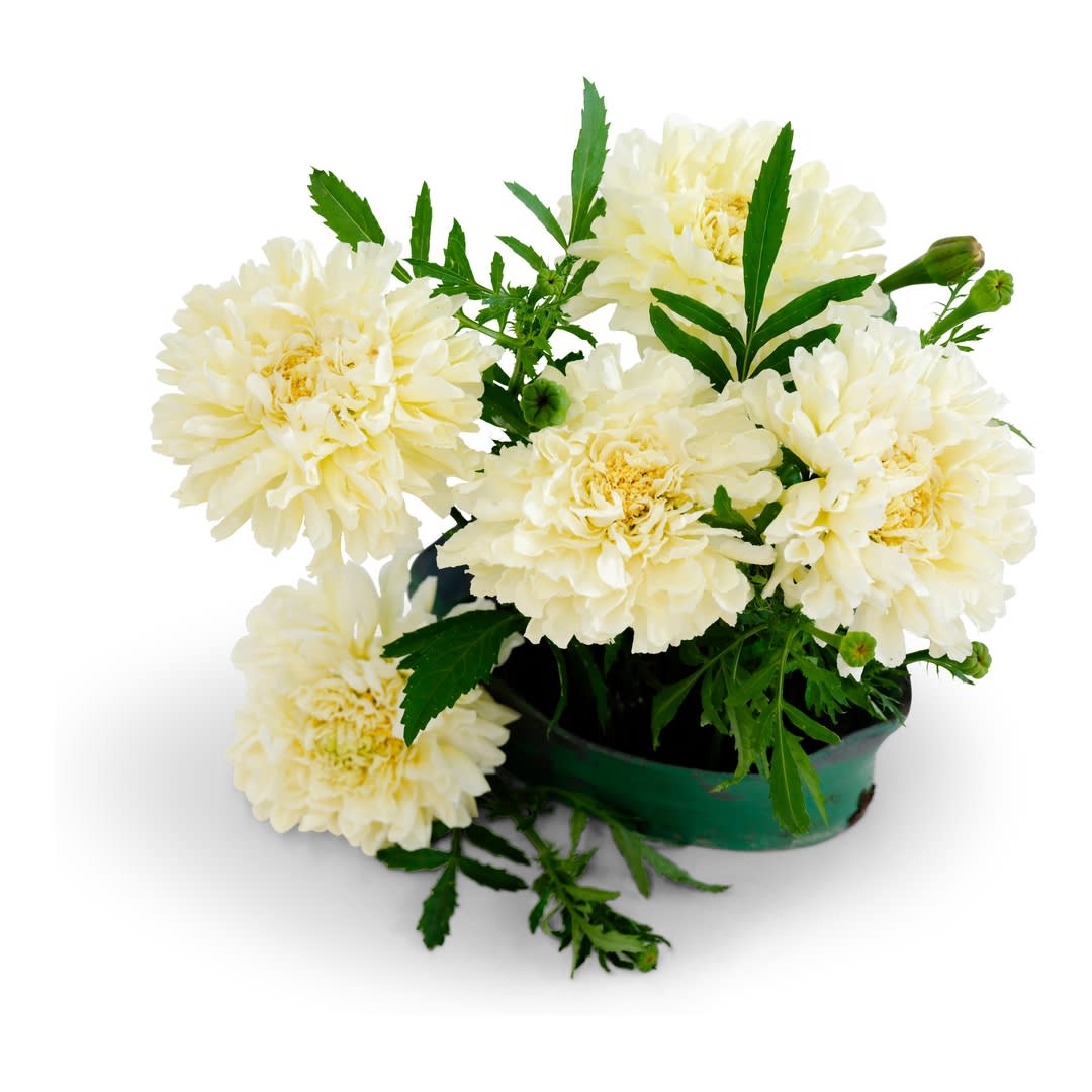 Marigold Seeds, Sugar and Spice