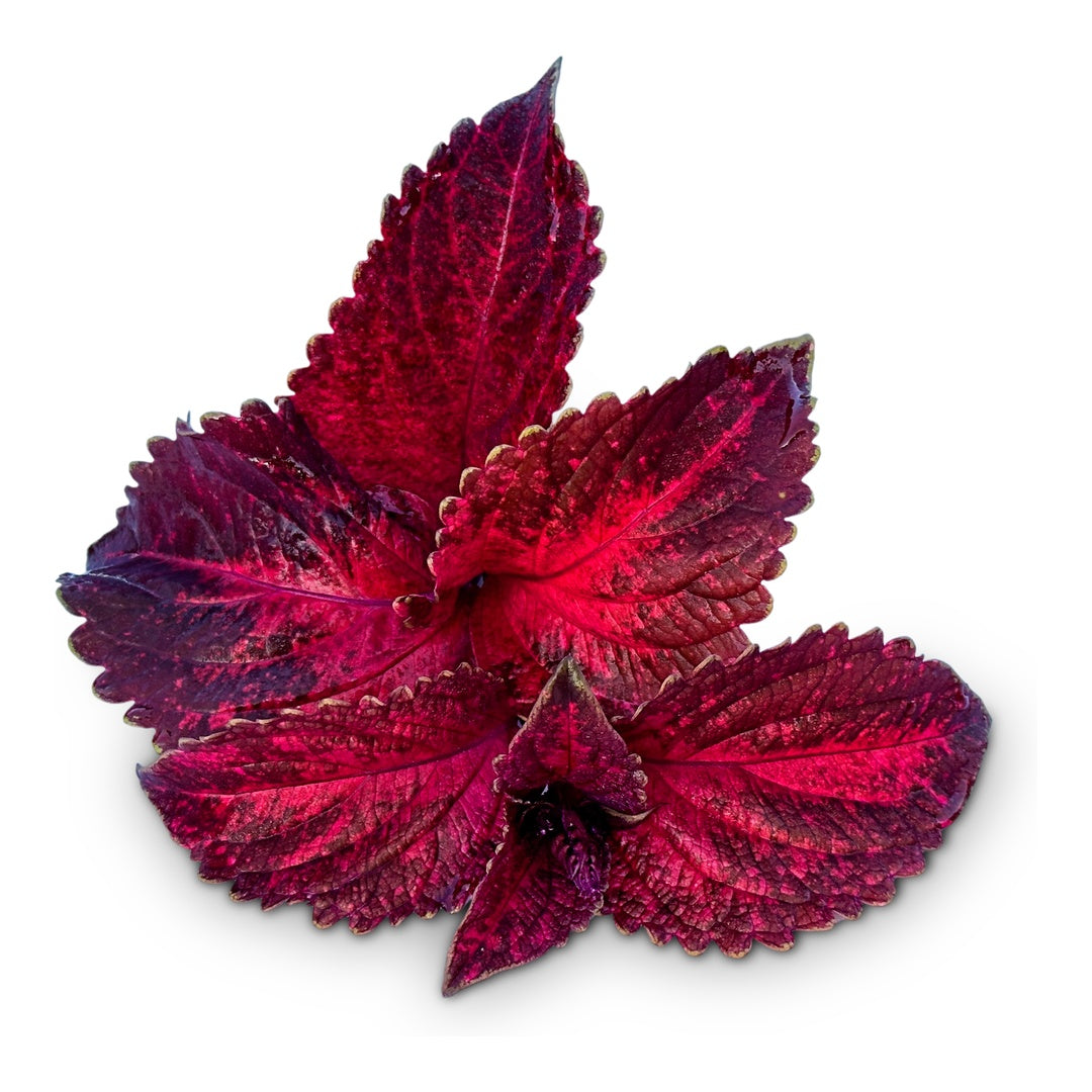 Coleus Seeds, Folia Sunset