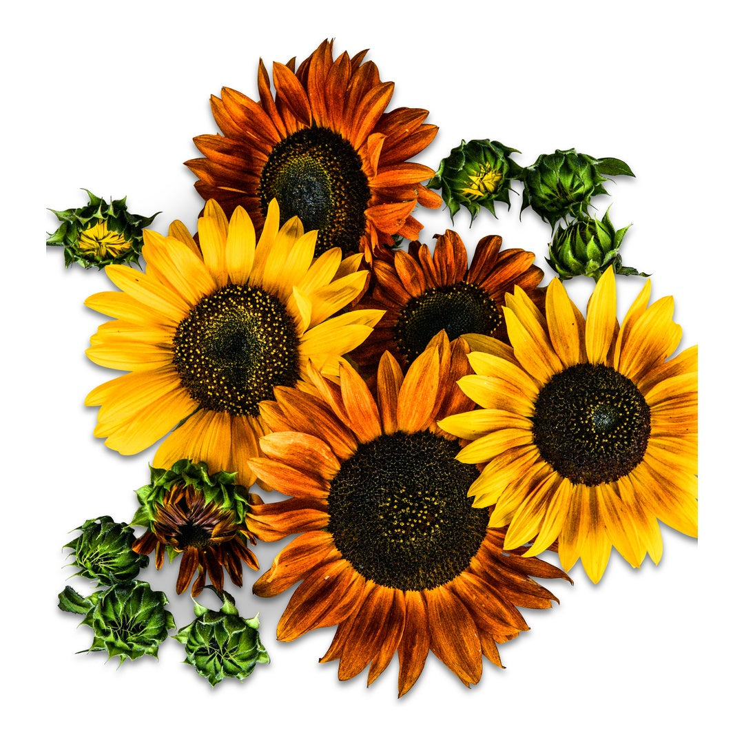 Sunflower Seeds, Autumn Beauty