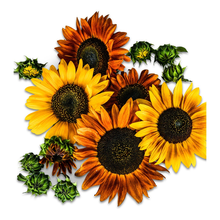 Sunflower Seeds, Autumn Beauty