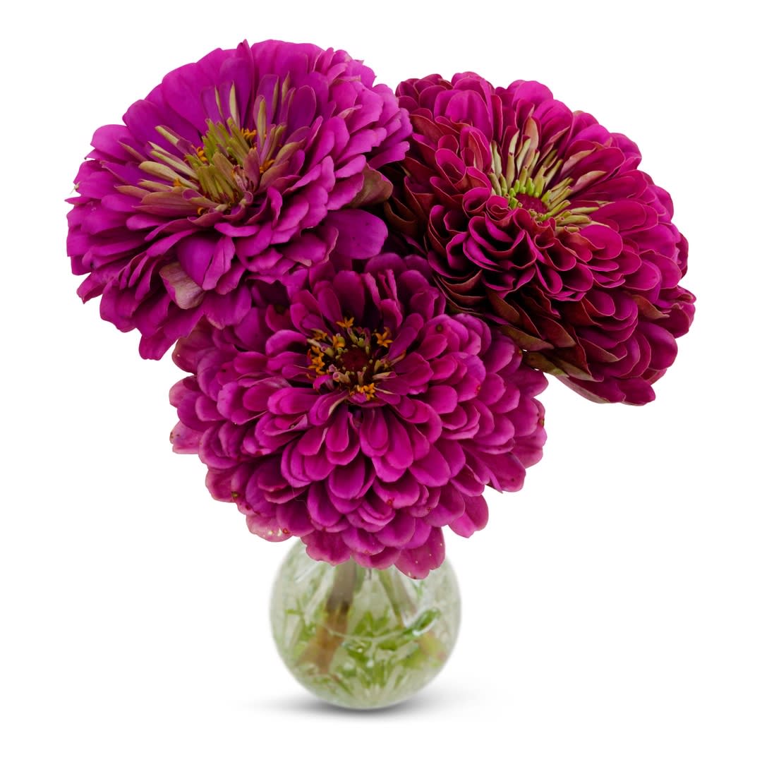 Trio of Purple Prince Zinnia in a glass vase on a white background.