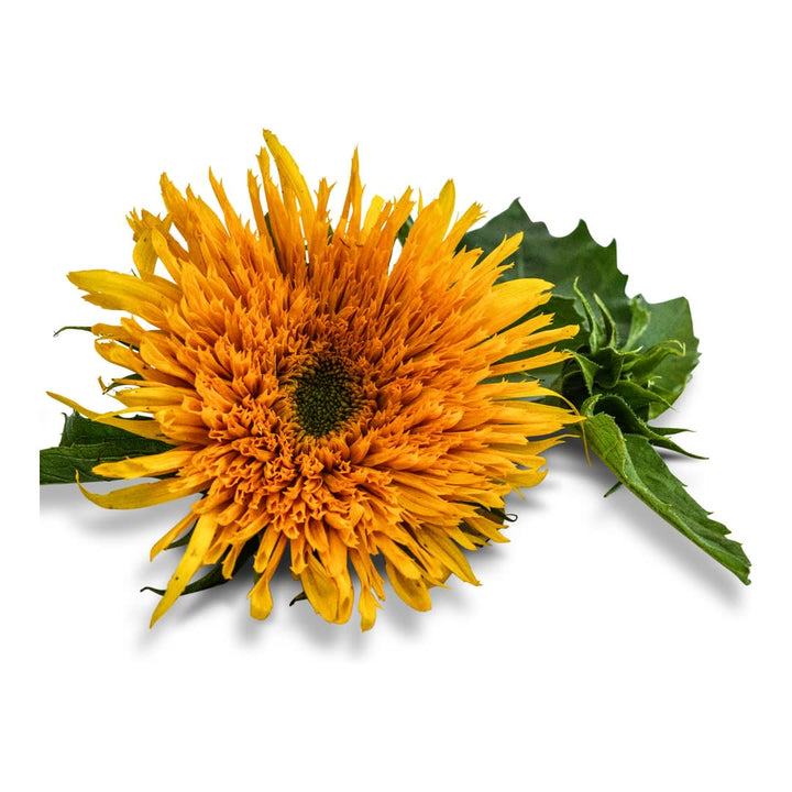 Sunflower Seeds, Astra Gold
