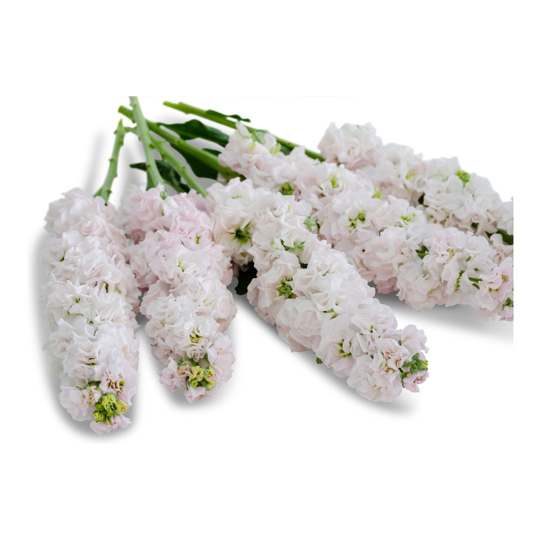 Stock Seeds, Venus Cherry