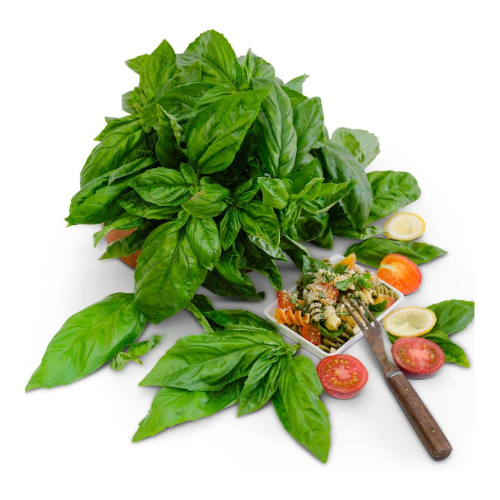 Fresh Genovese Basil with spiral pasta and tomatoes on white background.