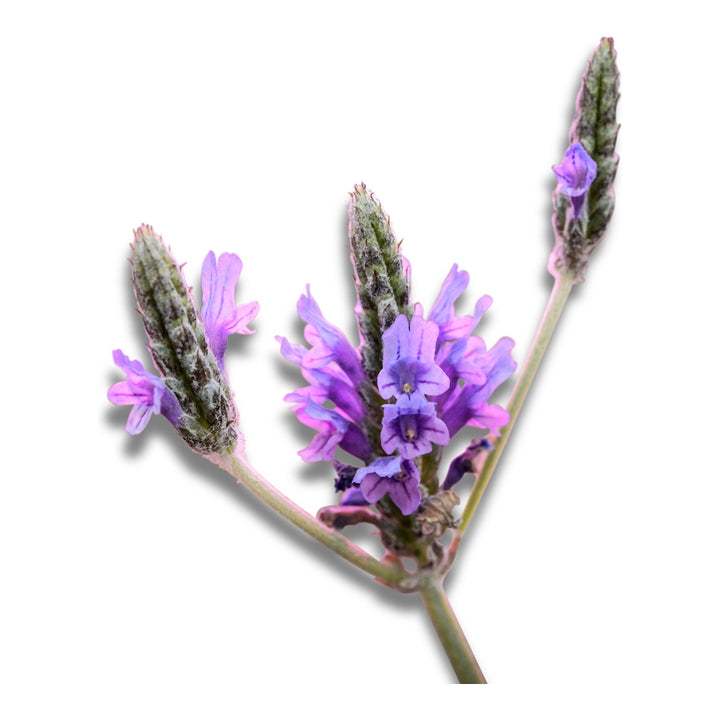 Lavender Seeds, Origano
