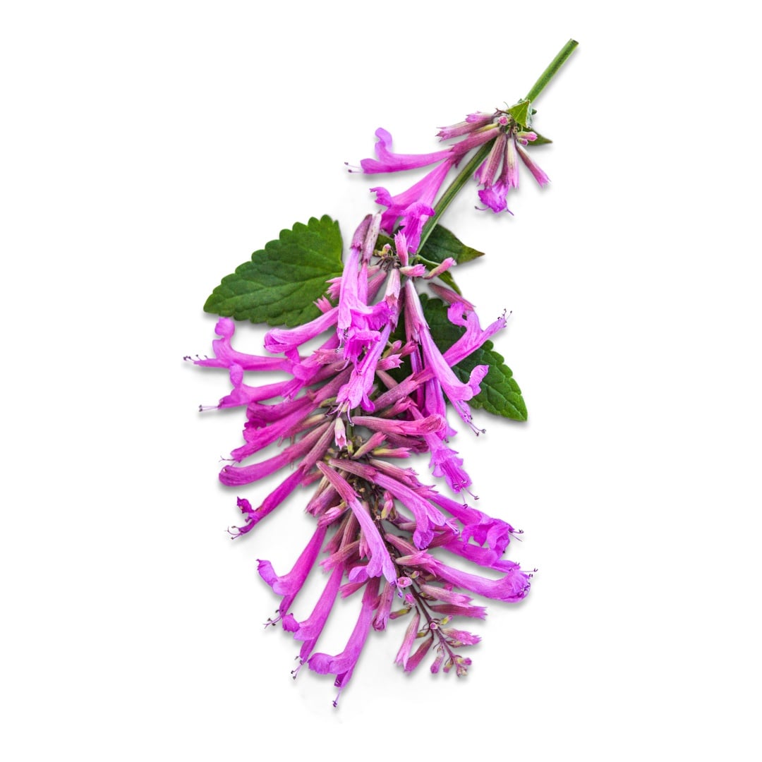 Texas Hummingbird Mint &