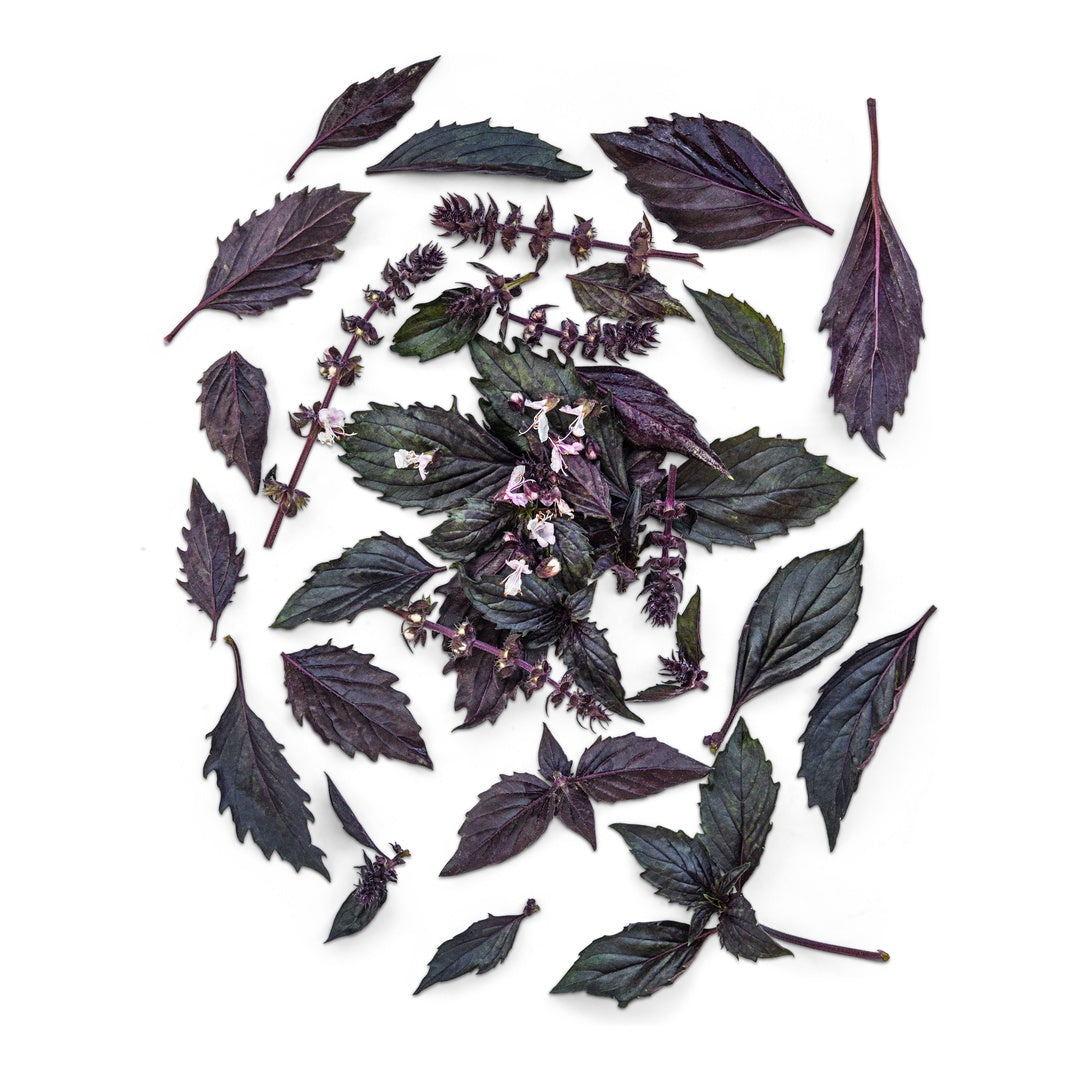 Persian Basil leaves arranged on a white background.