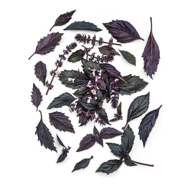 Persian Basil leaves arranged on a white background.
