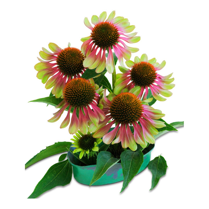 Echinacea Seeds, Green Twister