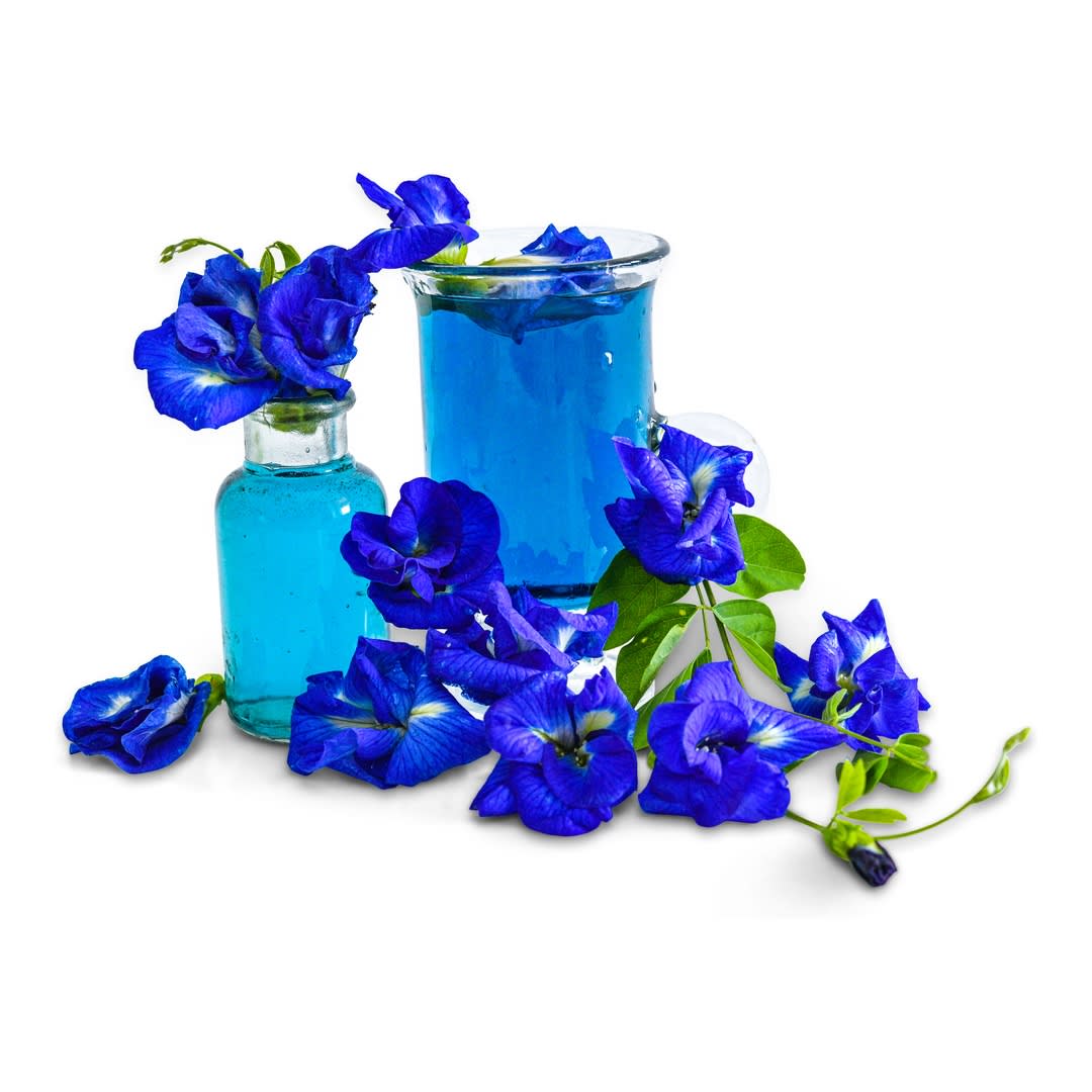 Blue Queen Butterfly Pea Seeds | Baker Creek Heirloom Seeds