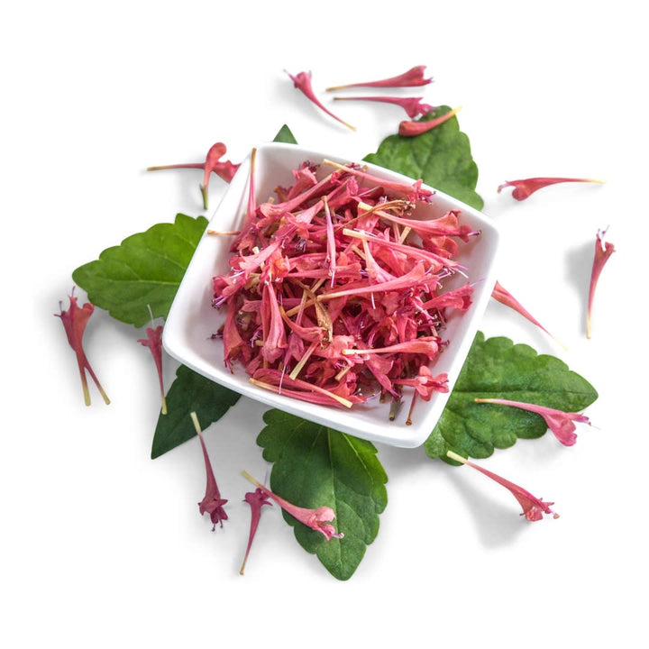 Agastache Seeds, Raspberry Daiquiri