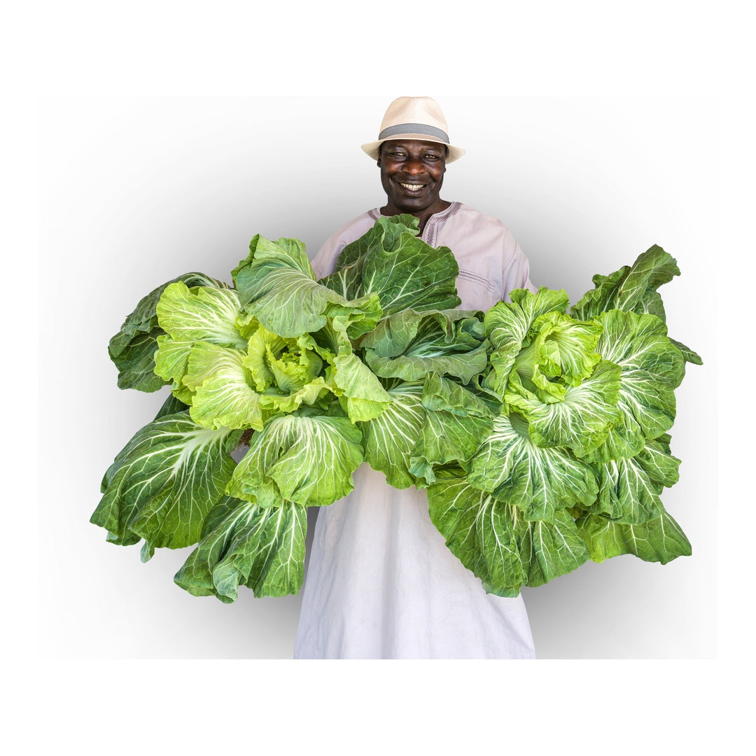 Kale Seeds, Tronchuda