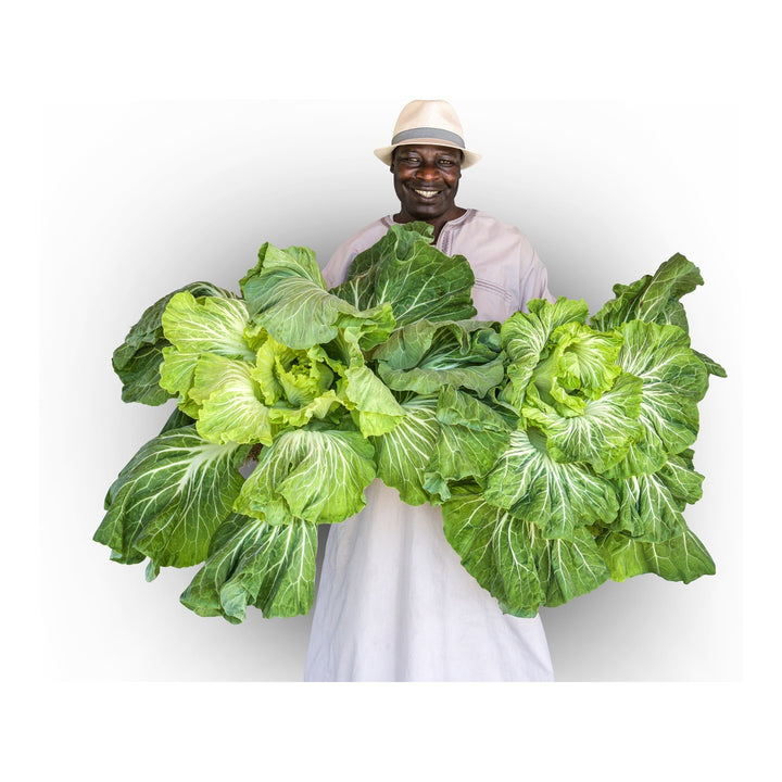 Kale Seeds, Tronchuda