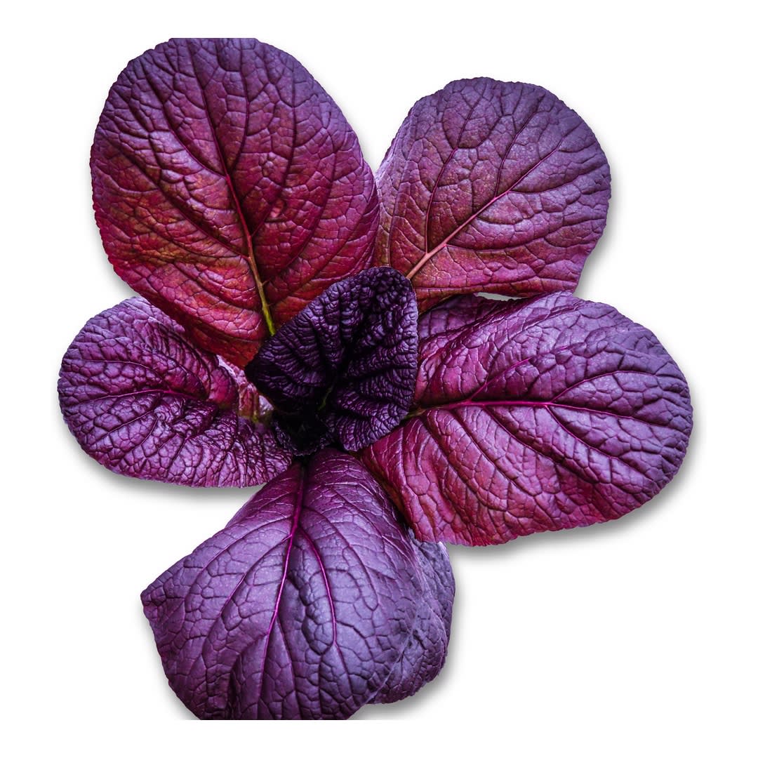 The Mustard Seeds☆Red Japanese Giant Red Mustard Greens Seeds | RareSeeds.com