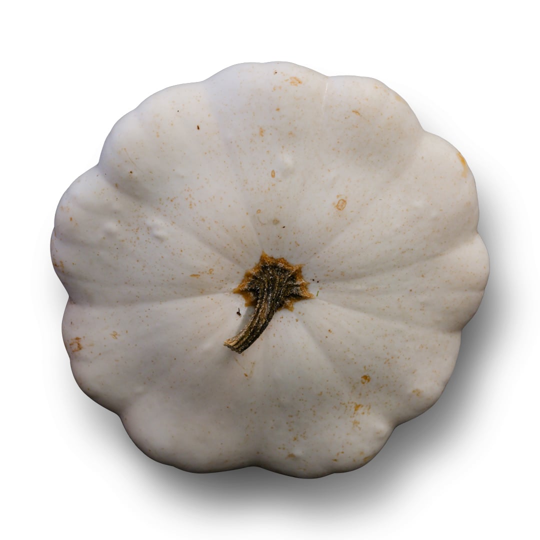 Summer Squash Seeds, White Scallop