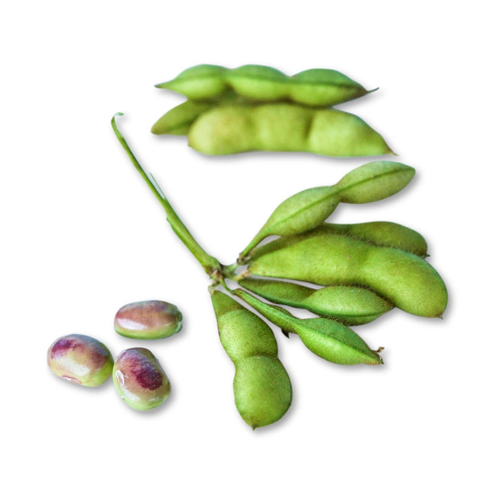 A close-up view of a cluster of Tankuro Soybeans with fresh beans and pods on a white background.