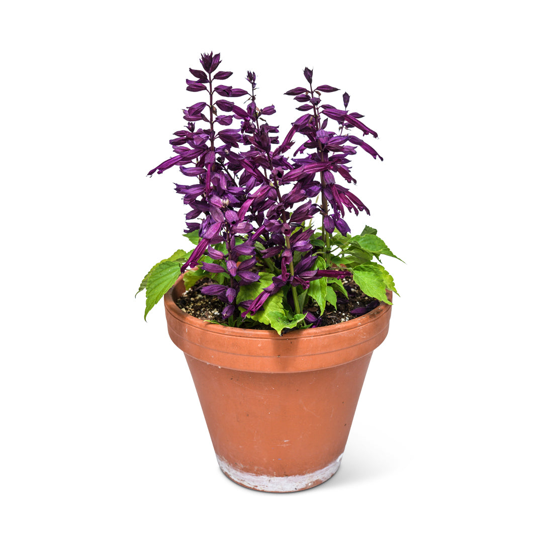 Salvia Seeds, Amore Purple