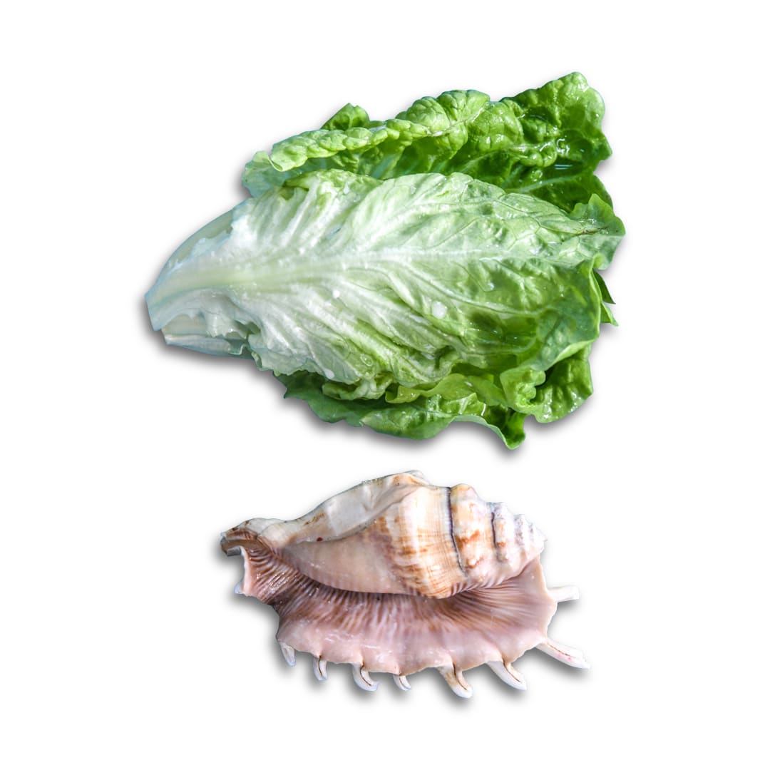 Lettuce Seeds, Manoa
