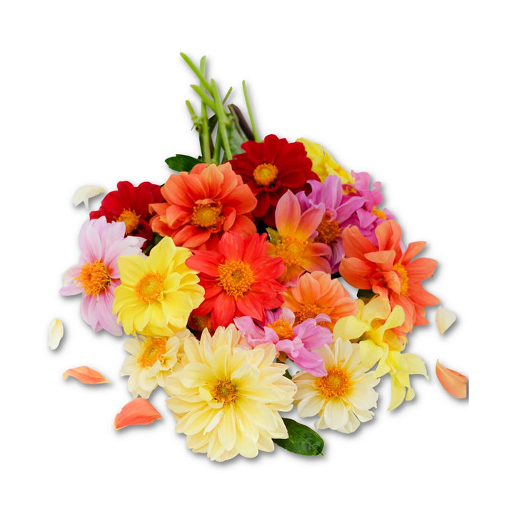 Dahlia Seeds, Unwins Mix
