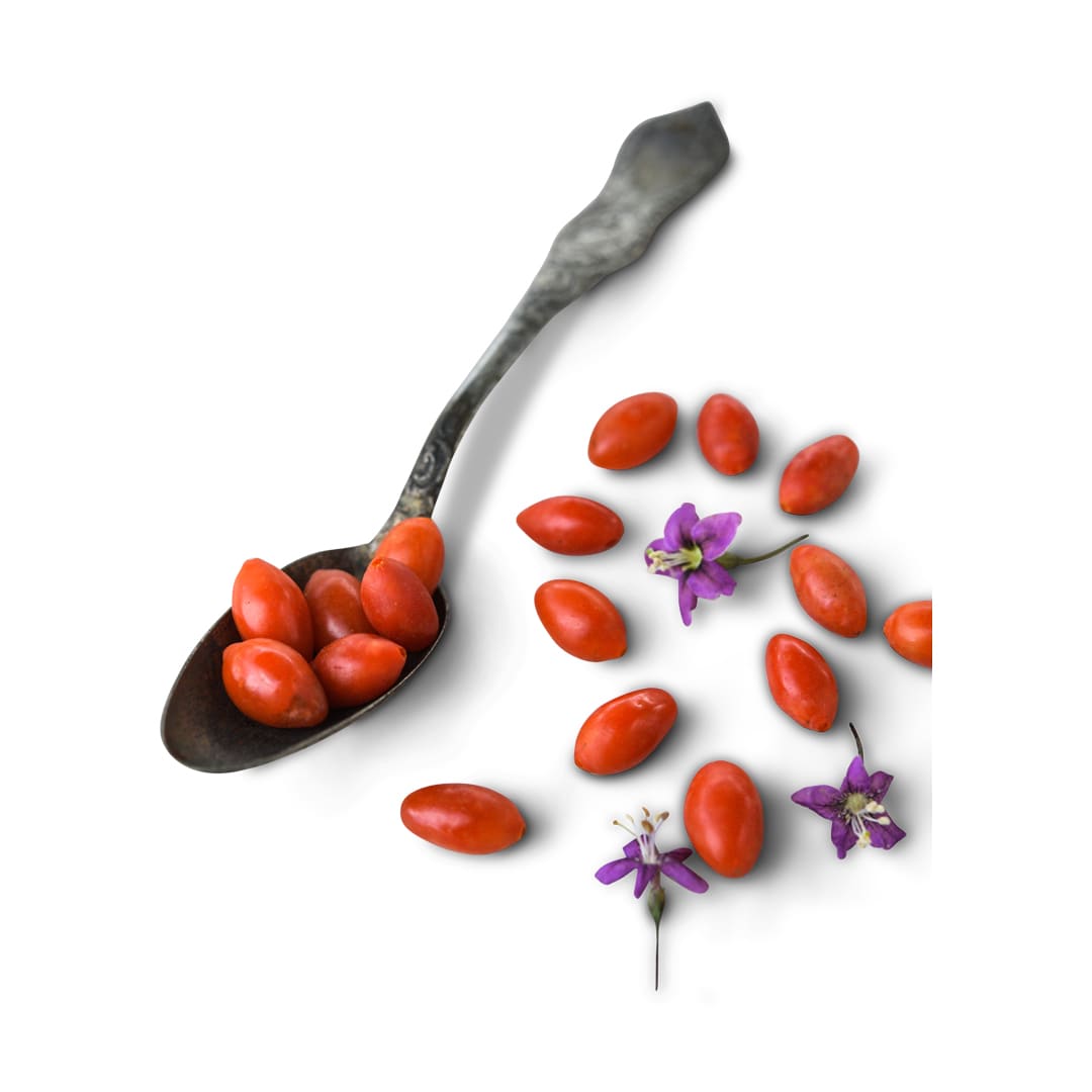 Goji Berry Seeds, Scarlet (wolfberry)