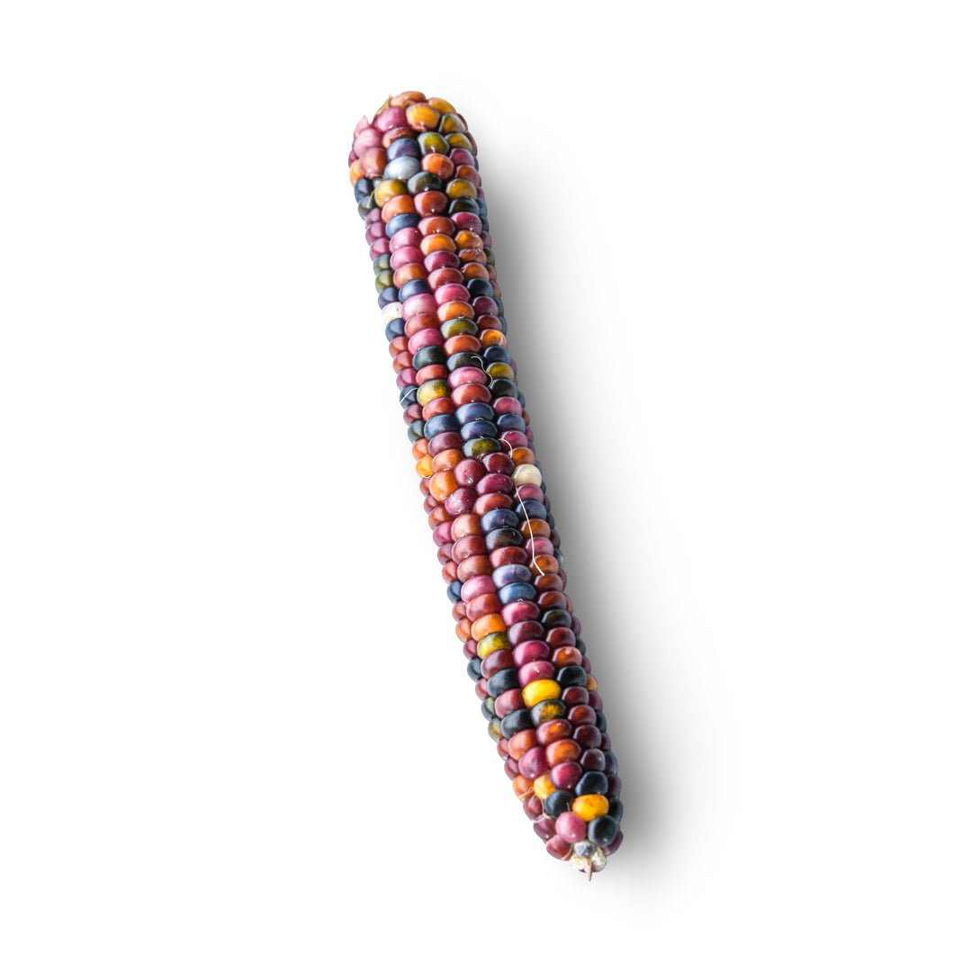 Corn Seeds, Northern Lights
