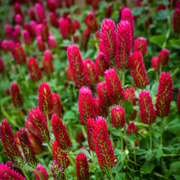 A field of Crimson Clover growing in the trial gardens at Baker Creek.