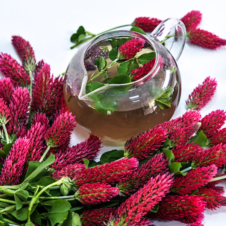 Crimson Clover tea in a glass teapot surrounded by flowers and foliage on a white background.