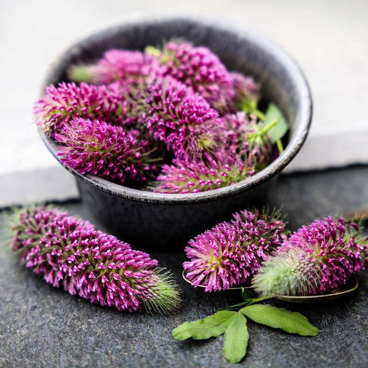Red Feathers Clover flowers in a bowl surrounded by blooms.