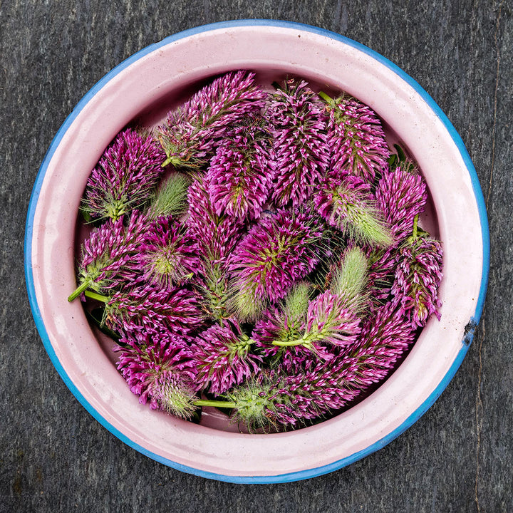 A pink bowl full of Red Feathers Clover flowers on a stone background.
