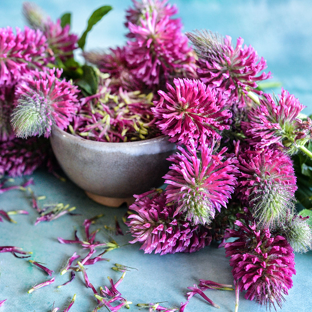 Red Feathers Clover arranged around a small cup full of petals on a light blue background.