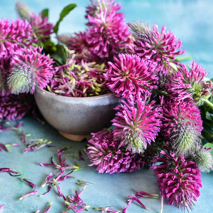 Red Feathers Clover arranged around a small cup full of petals on a light blue background.