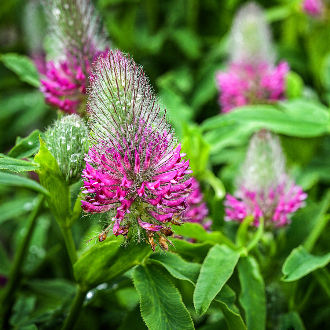 Red Feathers Clover covered in morning dew and growing in the trial gardens at Baker Creek.