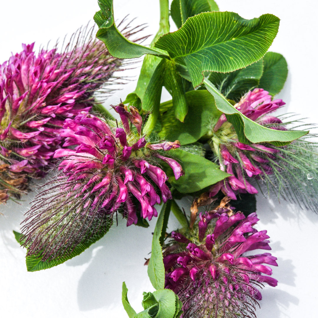 Macro close-up of some Red Feathers Clover flowers and foliage.