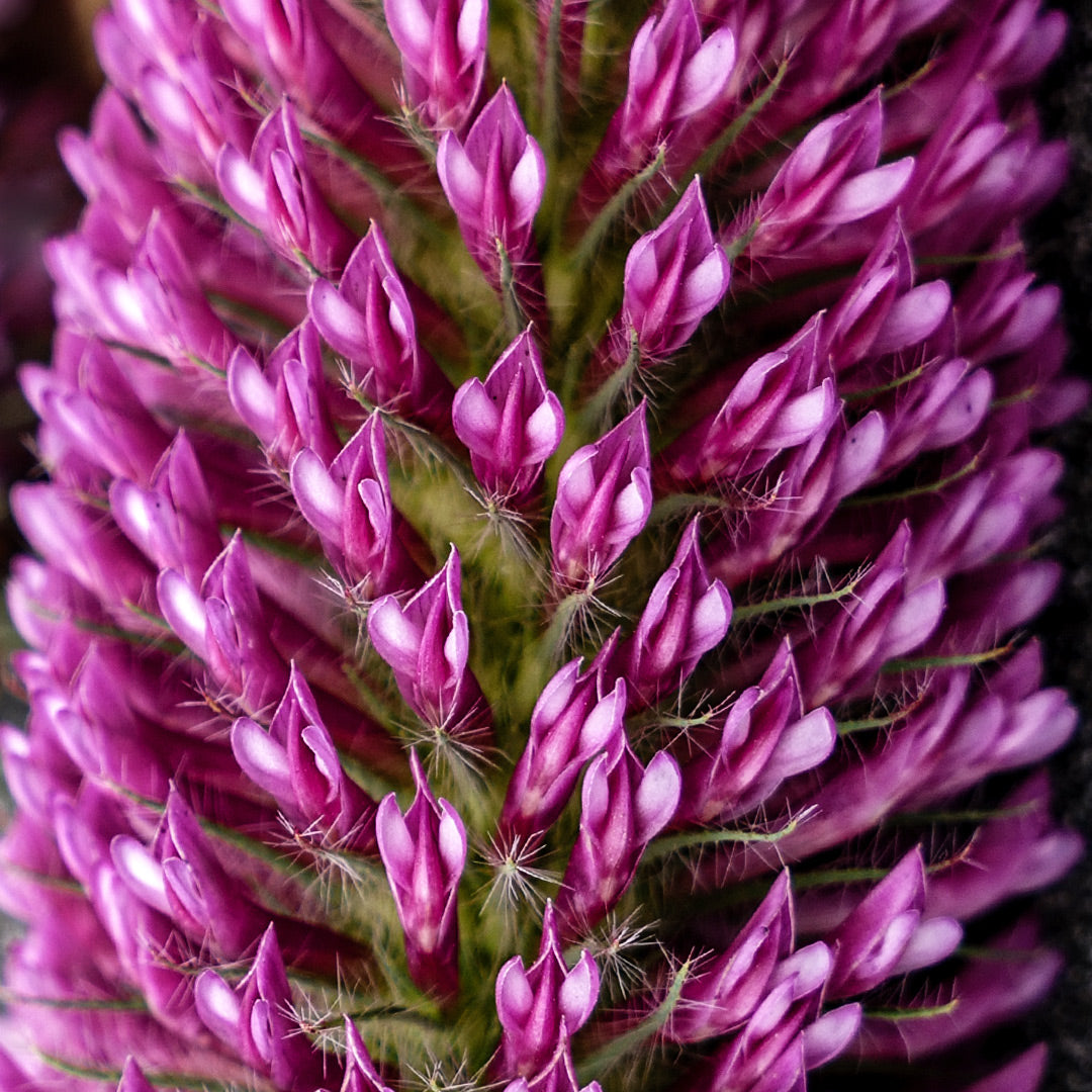 A close-up macro view of Red Feathers Clover flower and petals.