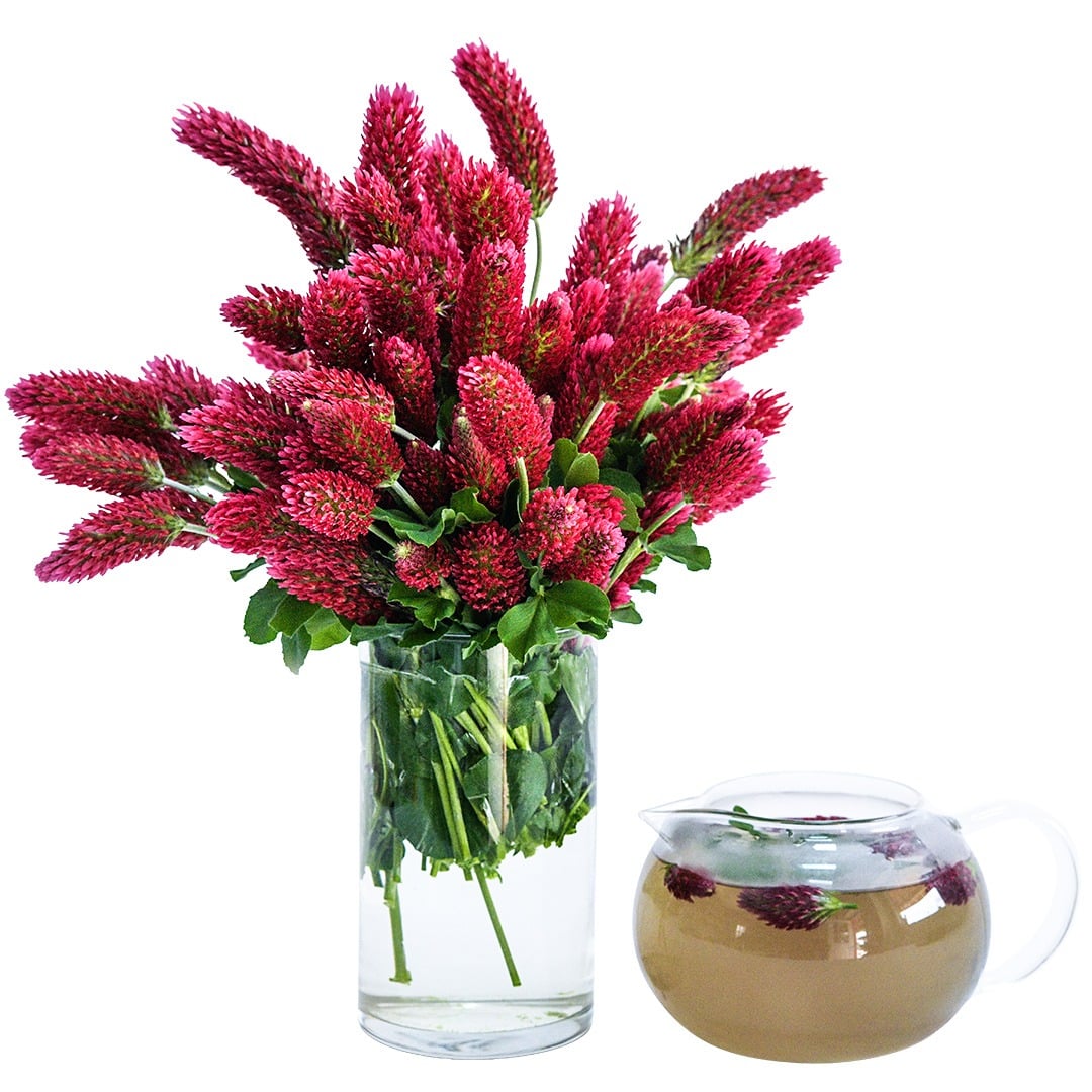 Crimson Clover blooms arranged in a clear vase and a glass teapot full of clover tea.