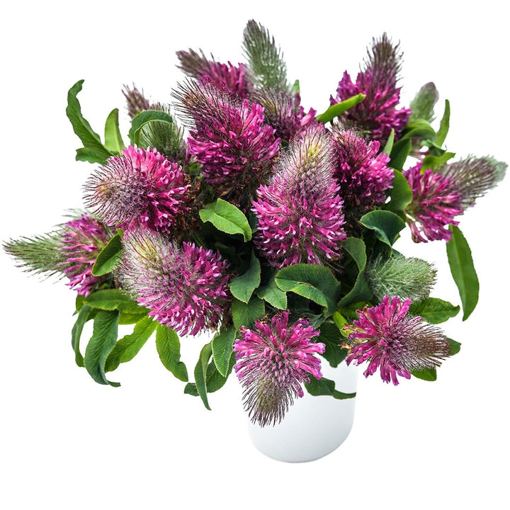 Red Feather Clover in a white vase on a white background.
